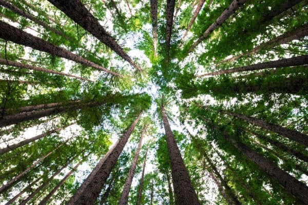 Matilda's Music Under the Pines venue photo